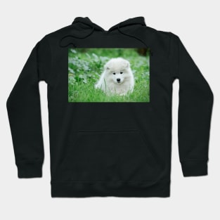 Samoyed puppy portrait Hoodie